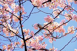 櫻桃,日本,粉色