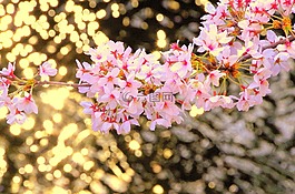 櫻桃,日本,鮮花