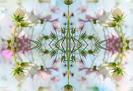 花,自然,植物區(qū)系