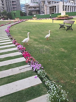 鴨子,公園,長(zhǎng)凳