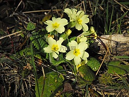 報春花,花,野生