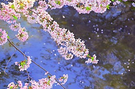 櫻桃,日本,河
