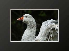 鴨,鳥,飛