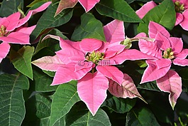 粉红色的花朵,princettia,显花植物