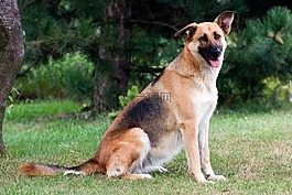 德國牧羊犬,狗,sch?fer的狗