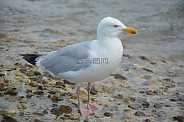 海鷗,鳥的海洋,配置文件