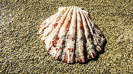 外殼,海灘,沙