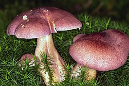 蘑菇,森林,苔