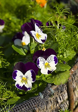 三色堇花,花,植物區(qū)系