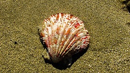 外殼,海灘,沙