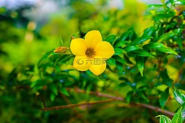 花,羅莎,鮮花