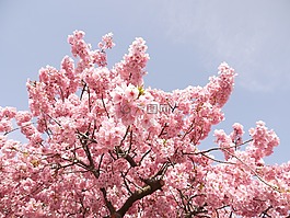 櫻花,櫻桃,鮮花