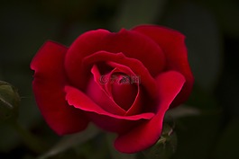 玫瑰,紅色,花