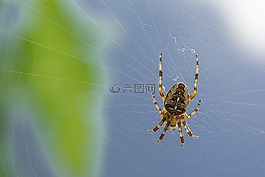 蜘蛛,蜘蛛網(wǎng),依賴