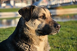 狗,動(dòng)物,牧羊犬