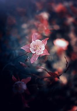 花卉,性質,植物