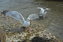 翅鷗,海鷗,海