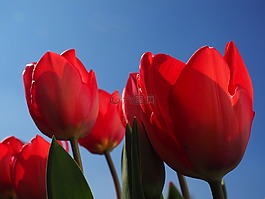 郁金香,紅色,鮮花