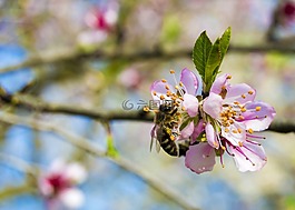 蜜蜂,春,櫻桃