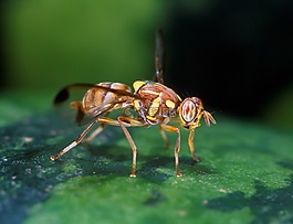 飛,瓜,水果