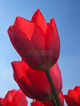 郁金香,紅色,鮮花