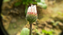 自然,花,植物區(qū)系