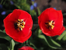 郁金香,紅色,鮮花