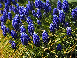 muscari,鲜花,蓝色
