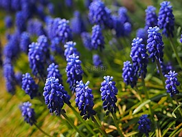 muscari,鲜花,蓝色