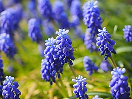 muscari,鲜花,蓝色
