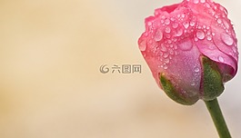 花,自然,植物區(qū)系