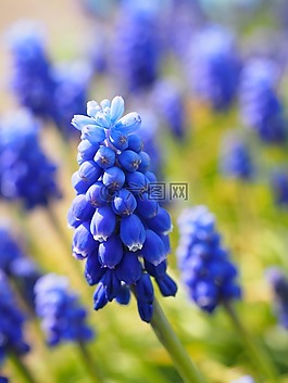 muscari,鲜花,蓝色