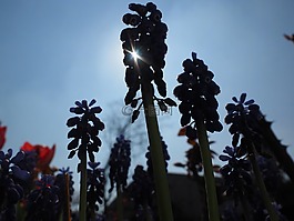 muscari,鲜花,背光