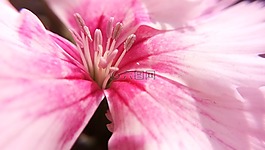花,植物區(qū)系,自然