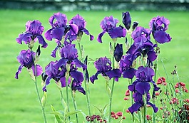 鮮花,百合花,花園