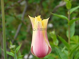 花,露水,鮮花