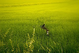 草甸,綠色,狗