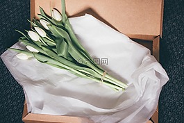 郁金香,鮮花,禮物