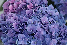 八仙花,開花,盛開