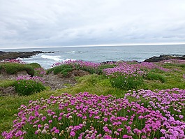 鮮花,粉紅色,海洋