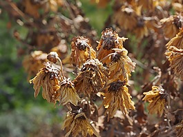 鮮花,枯萎,干