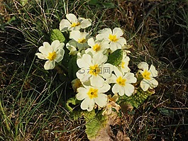 報春花,花,開花