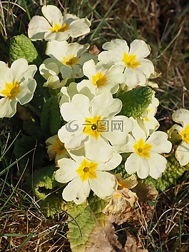 報春花,花,開花
