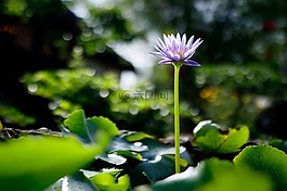 睡蓮,花,紫色