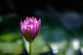 花,水百合,粉紅色