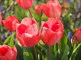 郁金香,紅色,花