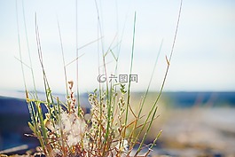 性質(zhì),葉片草,草地