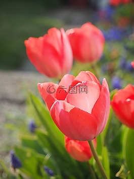 郁金香,紅色,花
