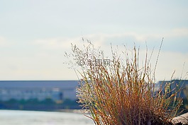 性質,葉片草,草地