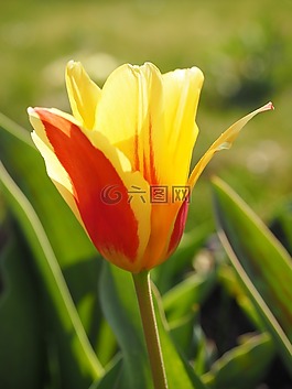 郁金香,紅色,黃色